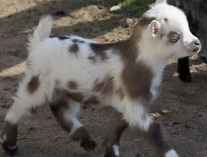 Камерунская порода — карликовые козы с высокой производительностью
