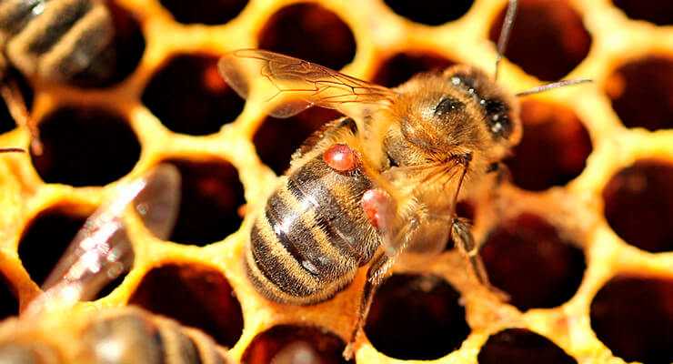 Обработка пчел бипином осенью – когда, как, чем? разбираем процесс подробно