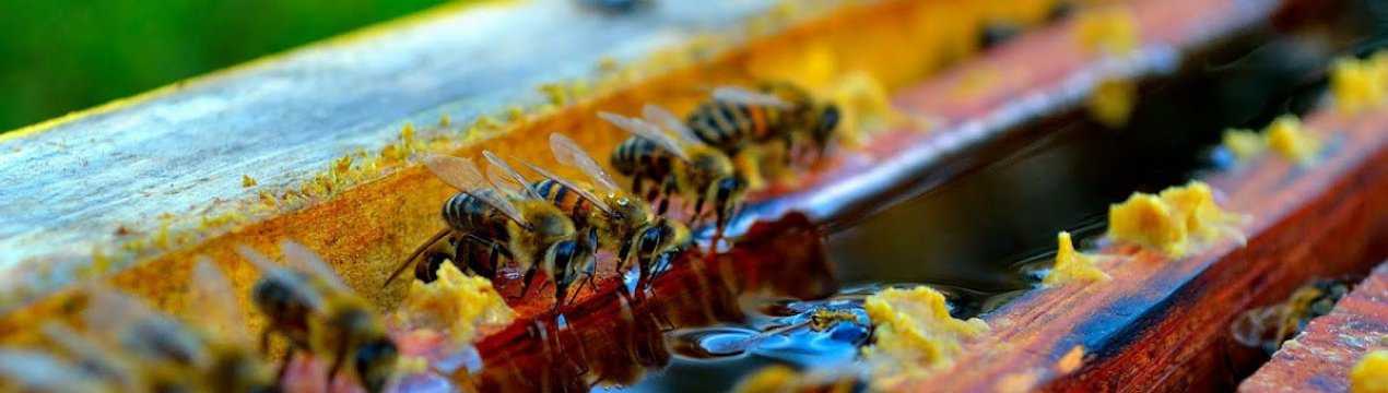 Сахарный сироп для пчел: подкормка, рецепты, советы