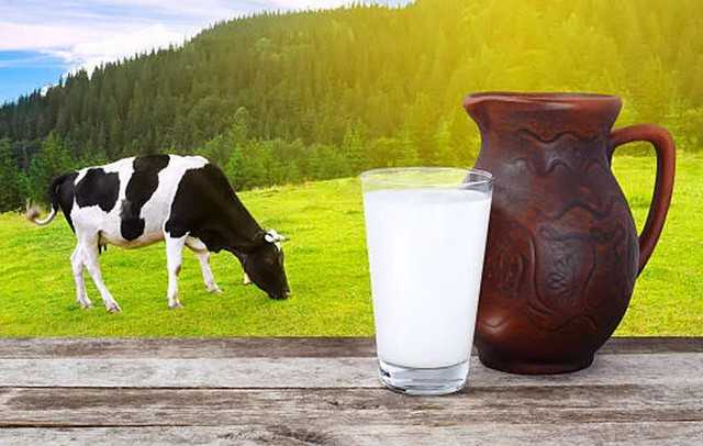 Основные 5 причин горечи коровьего молока