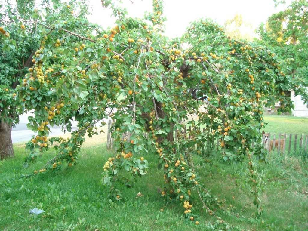 Декоративный кустарник абрикос маньчжурский