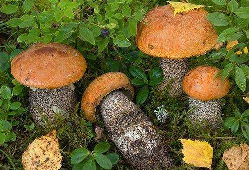 Как выглядят и где растут грибы подосиновики