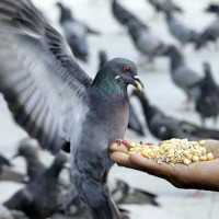 Все о кормлении домашних голубей
