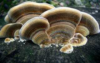 Древесные грибы – фото и описания съедобных и несъедобных грибов, видео