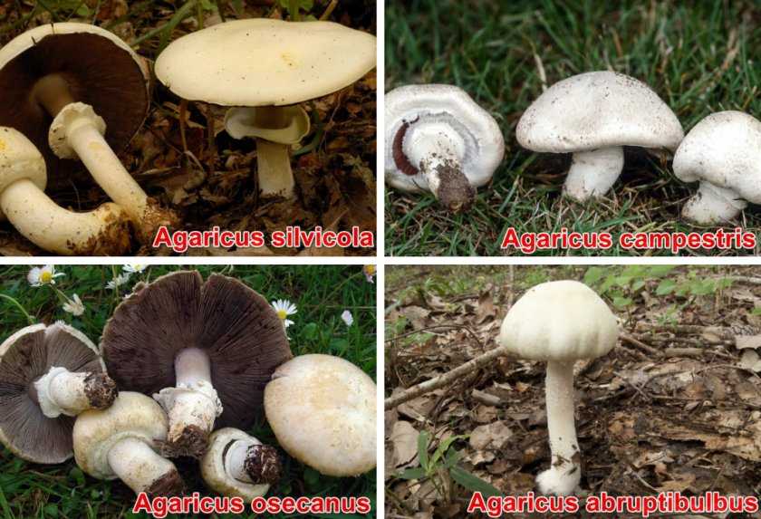 Шампиньоны — самые популярные в мире грибы