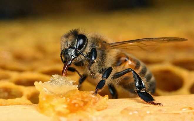 Лечение пчелой (практическая апитоксинотерапия) - основные методики пчёлоужалений.