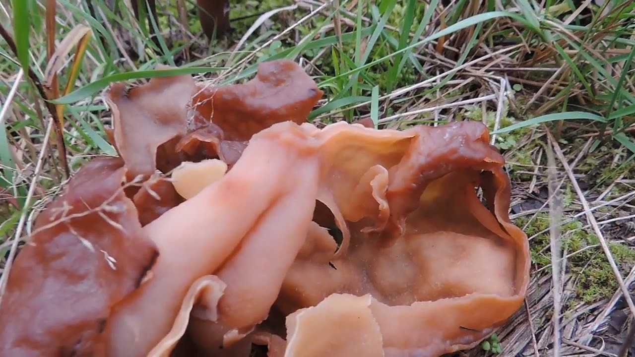 Гриб строчок - 80 фото крайне ядовитого и очень опасного гриба