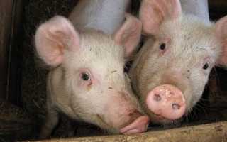 Какой вирус вызывает болезнь ауески у свиней. Пути заражения. Какие последствия несет болезнь ауески. Можно ли полностью вылечить животное от вируса. Схемы вакцинации свиней против вируса ауески.