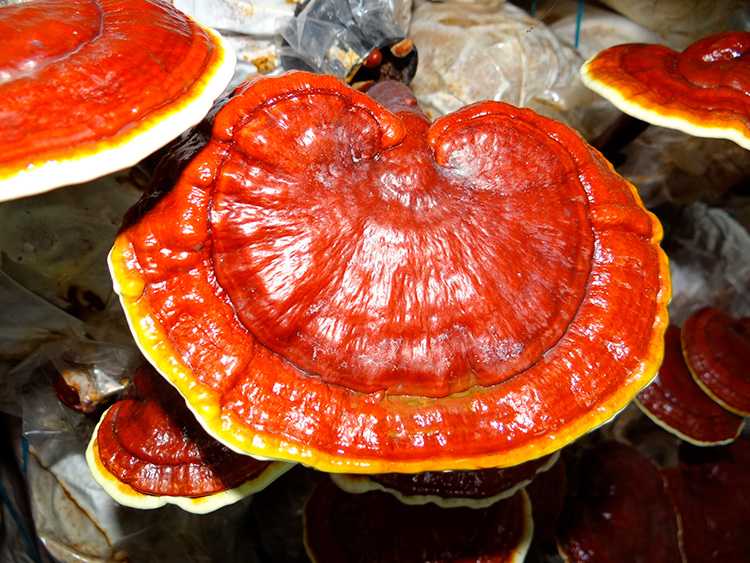 Маслёнок зернистый (suillus granulatus) –  грибы сибири