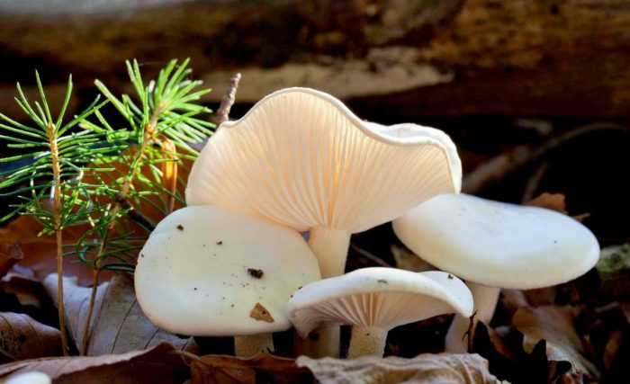Гигрофор багровеющий (hygrophorus purpurascens) –  грибы сибири