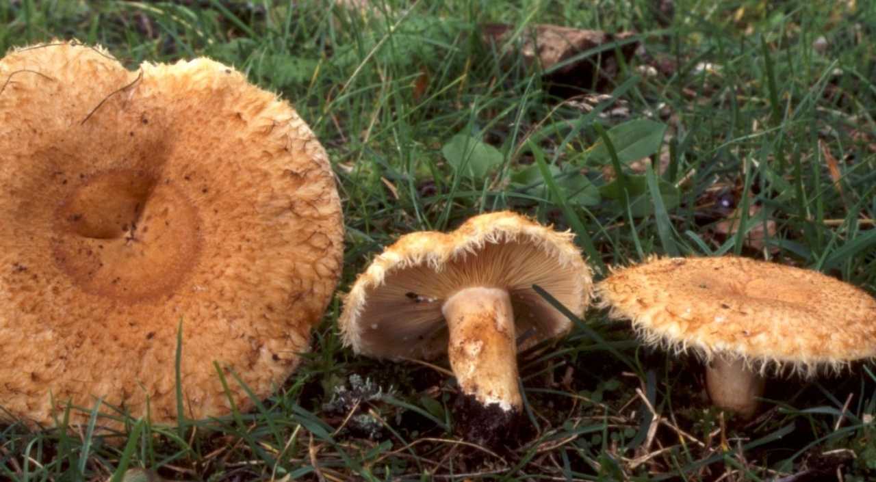 Млечник извилистый (lactarius flexuosus) –  грибы сибири