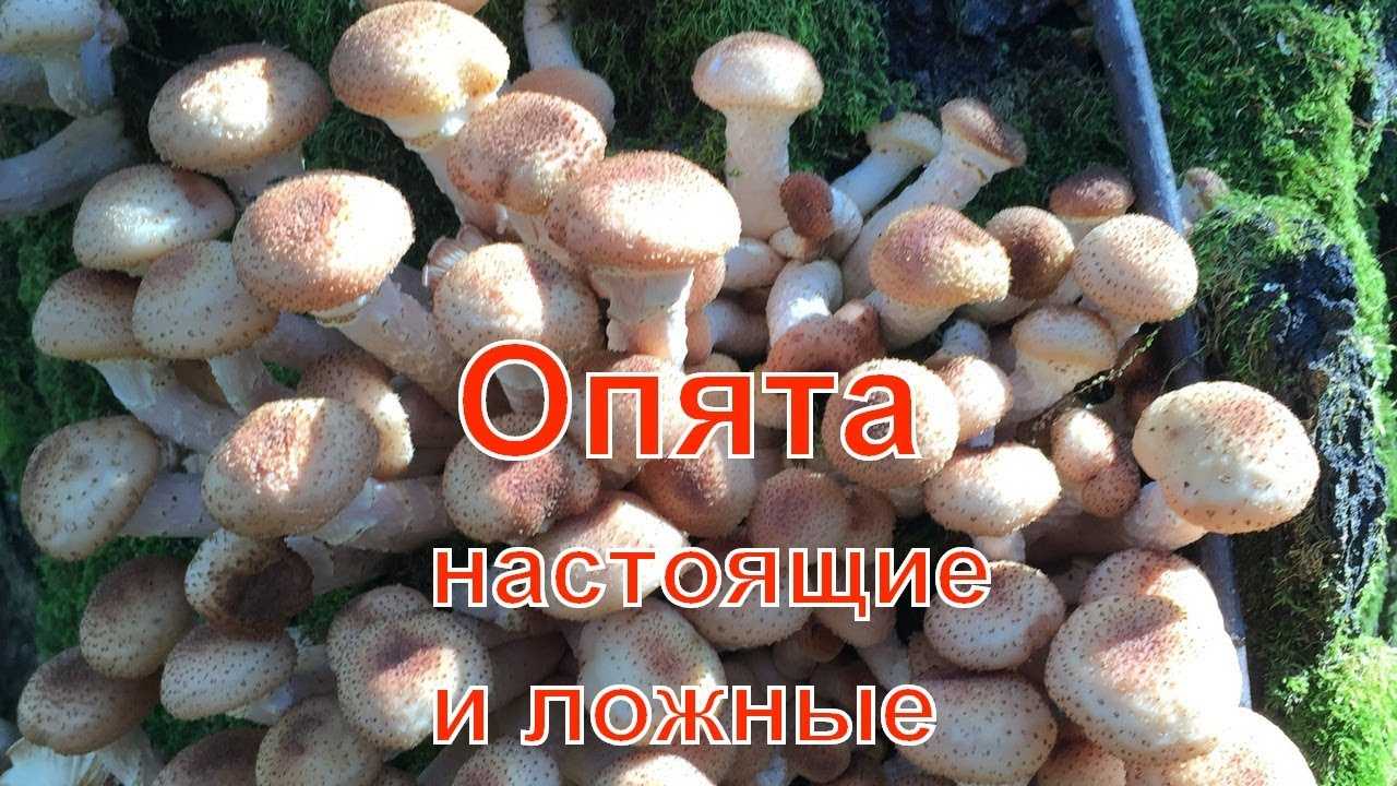 Эксидия сахарная (exidia saccharina): как выглядят грибы, где и как растут, съедобны или нет
