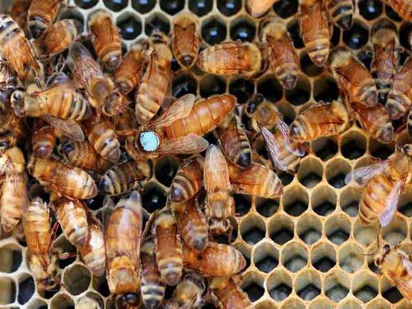 Особенности раннего вывода маток в пчеловодстве