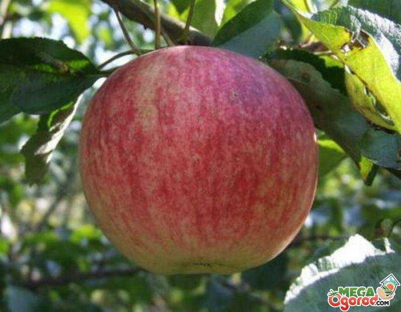 Сорт яблок орлик: подробное описание особенностей