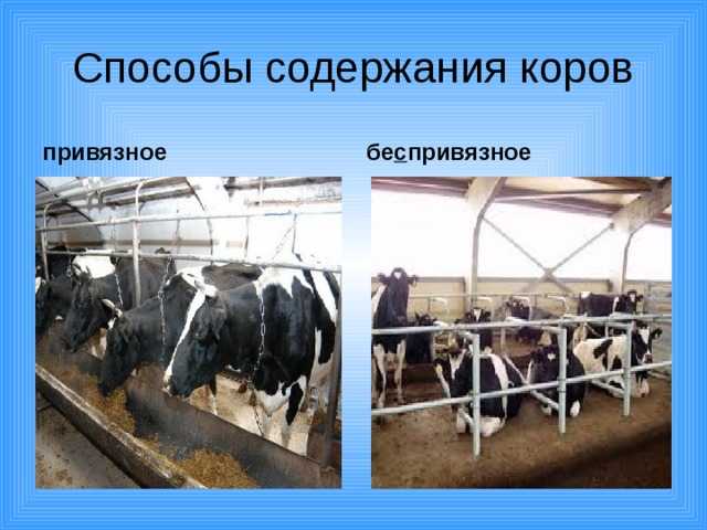 Содержание коров: способы и системы для личного подсобного хозяйства, ветеринарные правила