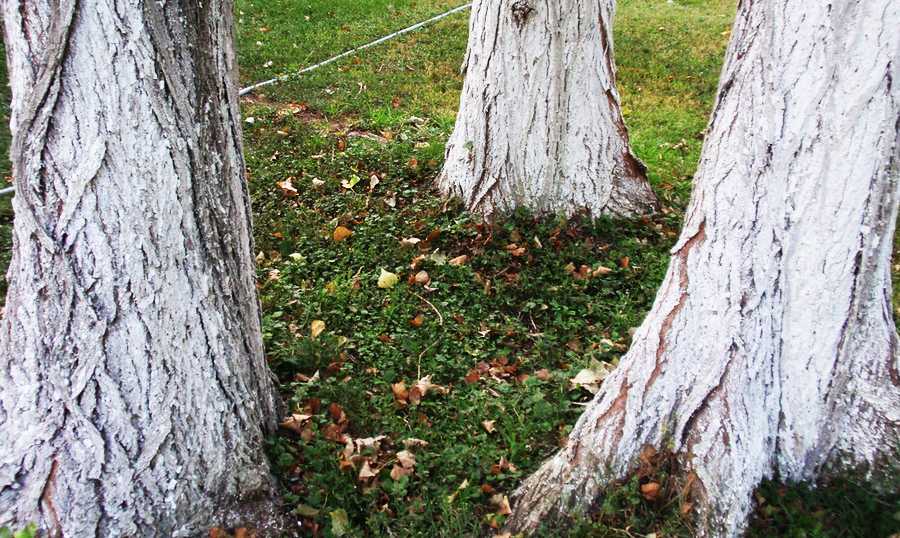 Зачем нужна побелка деревьев осенью: состав и нанесение