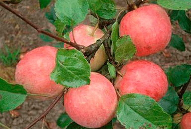 Яблоня успенское: особенности сорта и ухода