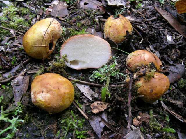 Пилолистник бокаловидный - описание, где растет, ядовитость гриба