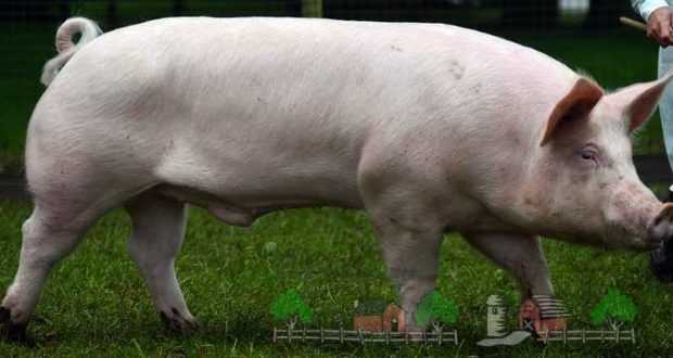 Порода свиней дюрок: характеристика и описание, нюансы содержания, а также как выращивать мясную породу поросят и сравнение с ландрасами - кто лучше?