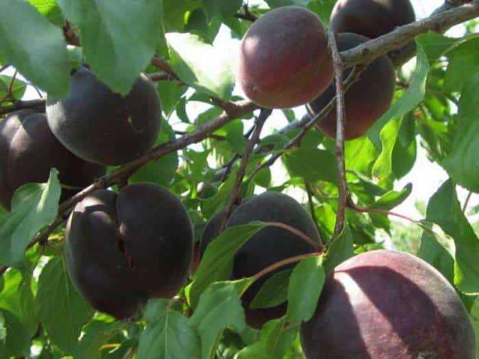 О сортах черного абрикоса: описание и характеристики, посадка, уход, выращивание
