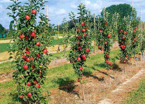 Яблоня подарок садоводам — описание сорта, фото, отзывы