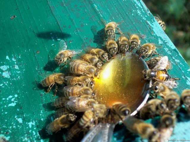 Когда весной кормить пчел, какой корм лучше