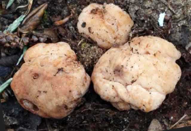 Трюфель гриб – ароматное земляное сокровище - грибы собираем