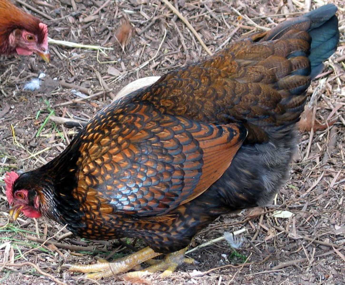 О породе кур барневельдер: описание и характеристика, как отличить пол цыпленка