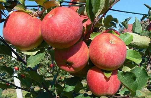 Яблоня "чемпион": описание сорта и агротехника выращивания