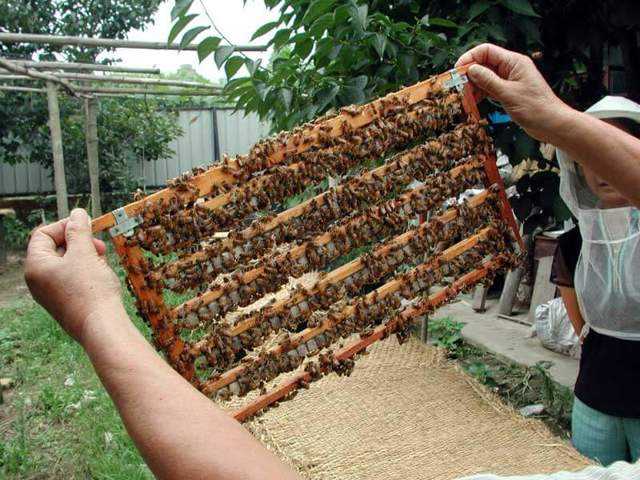 Порода пчел карника: особенности, недостаток и преимущества, характеристика видов