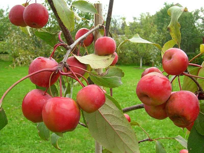 Яблоня северная заря: описание с фото и отзывы садоводов