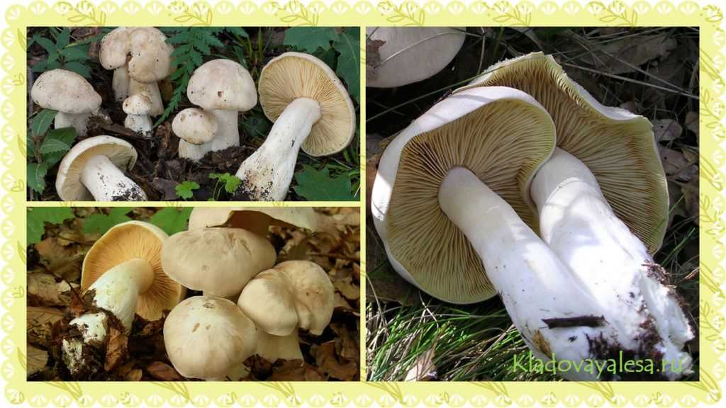Энтолома весенняя (розовопластинник весенний, entoloma vernum): как выглядят грибы, где и как растут, съедобны или нет