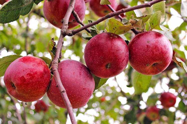 Яблоня орловская полосатая — описание сорта, фото, отзывы