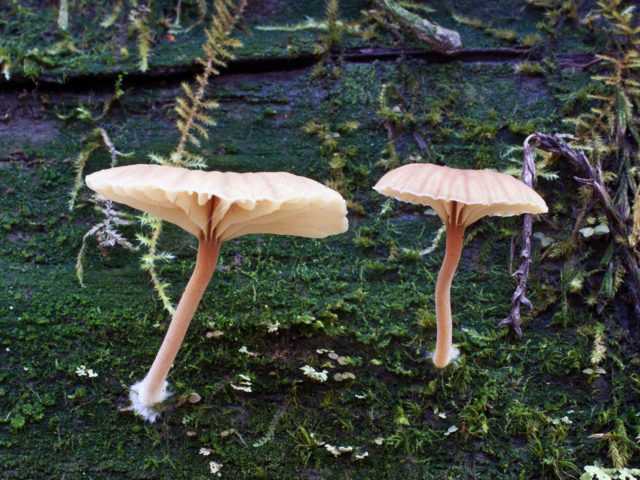 Опята зимние (flammulina velutipes): фото, видео, описание грибов, отличие ложных опят от съедобных
