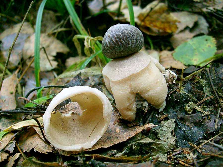 Звездовик сводчатый: польза гриба. где растет звездовик?