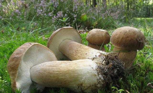 Как посадить грибы на даче: 3 способа разведения грибницы