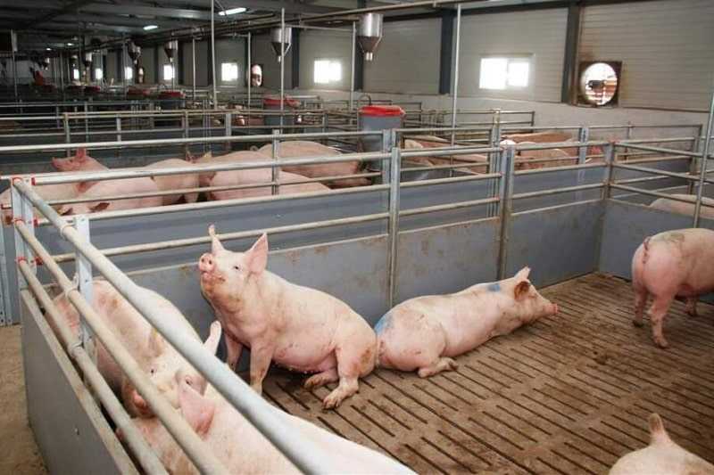 Выгодно ли свиноводство как бизнес. Начиная с какого количества свиней можно получить ощутимую прибыль. Правила содержания свиней и требования к постройке фермы. Можно ли заниматься бизнесом на свиньях на приусадебном участке.