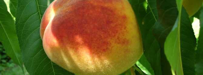 Лучшие сорта персиков, которые выращивают в россии, с фото и описанием