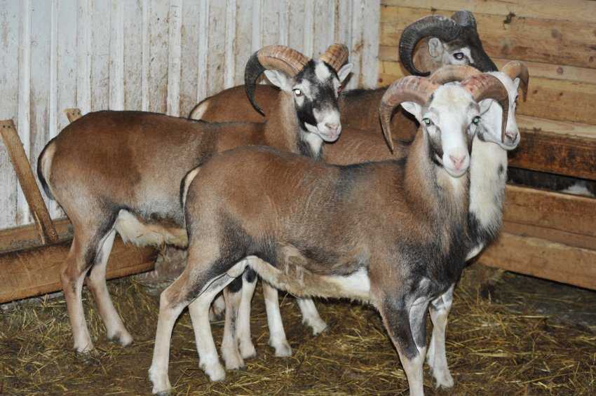 Катумские овцы: описание породы, фото, видео.