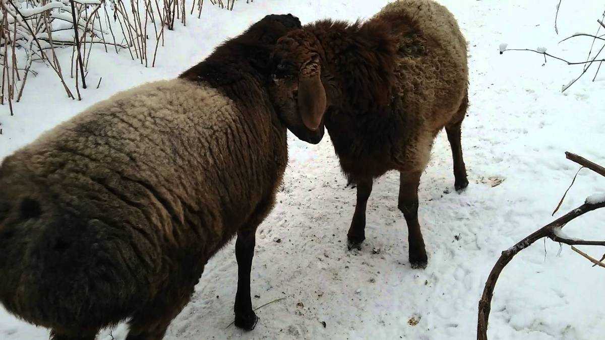 Гиссарская порода овец: описание и характеристики породы