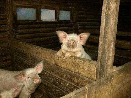 Как построить сарай для свиней: обустройство и утепление свинарника