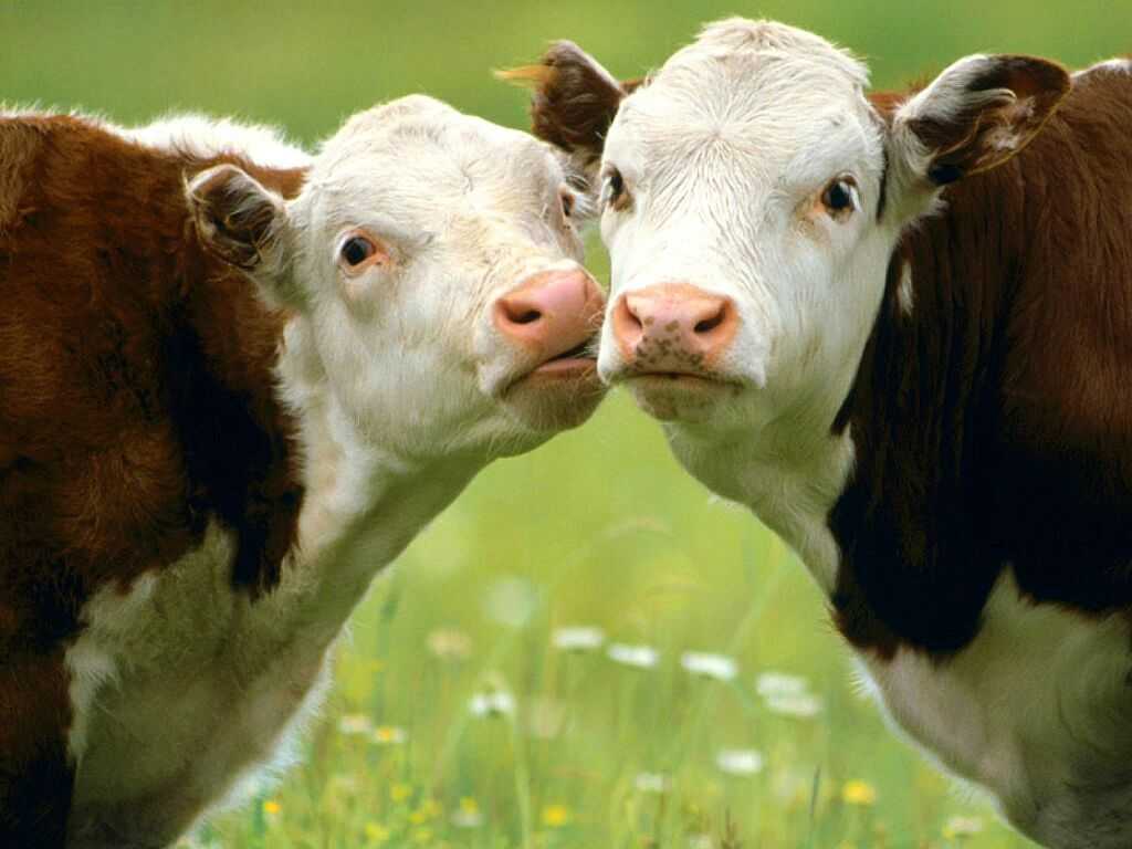 Переломы костей у коров - болезни коров
