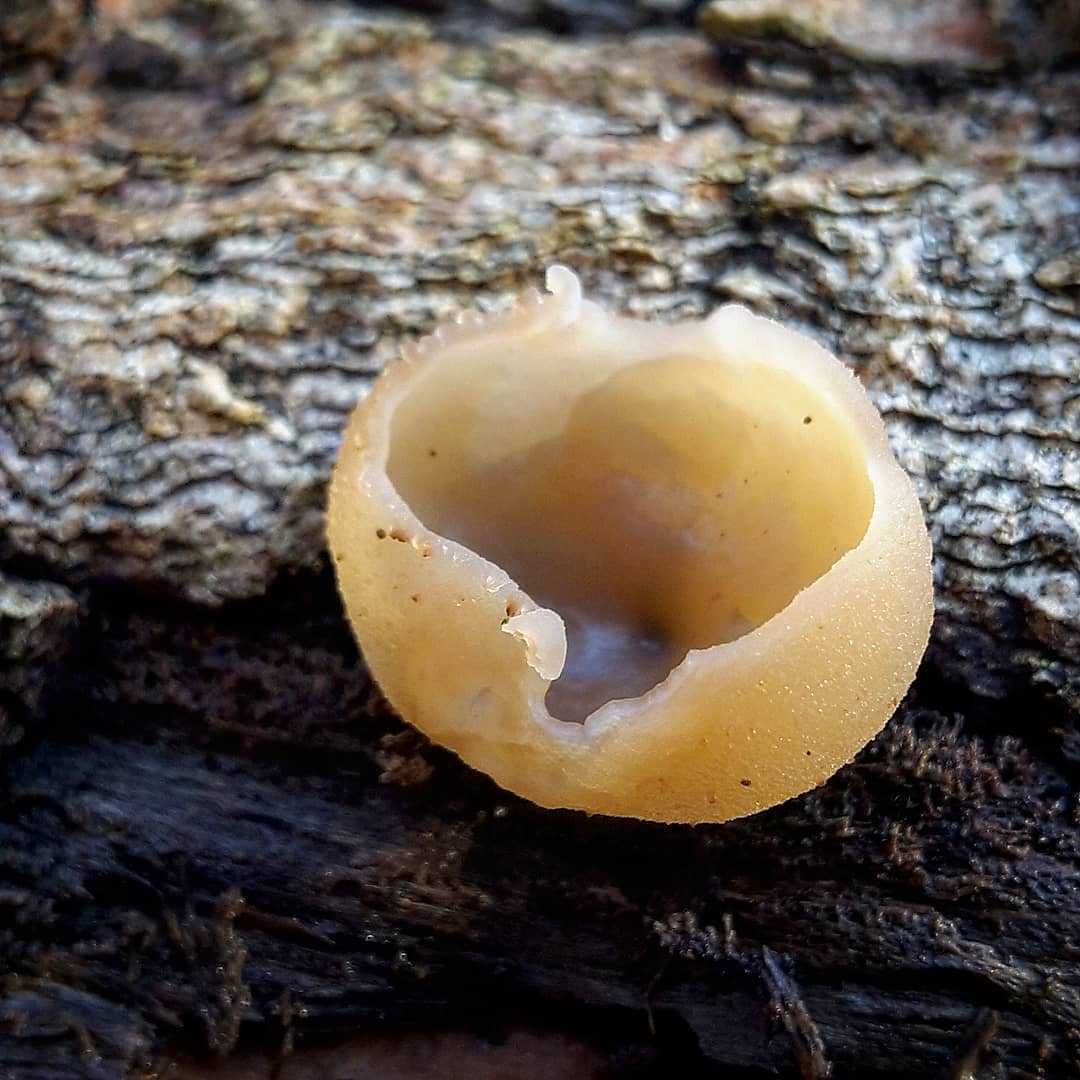 Чесночник дубовый (marasmius prasiosmus): как выглядят грибы, где и как растут, съедобны или нет.