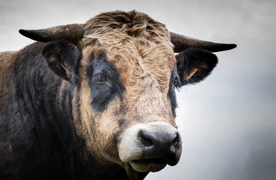 Сарай для коров – как сделать его сухим, теплым и долговечным? + видео