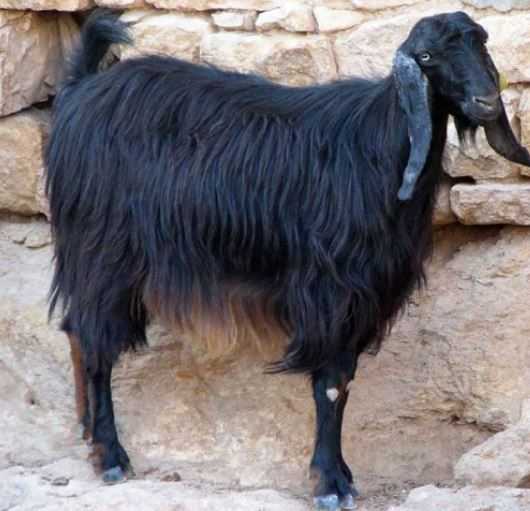 Тоггенбургская порода коз