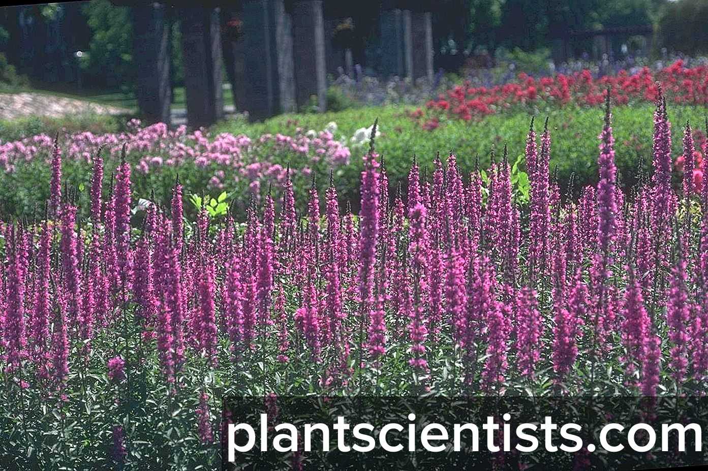 Поздние медоносы - однолетние и многолетние медоносные растения и травы, календарь цветения, агротехника