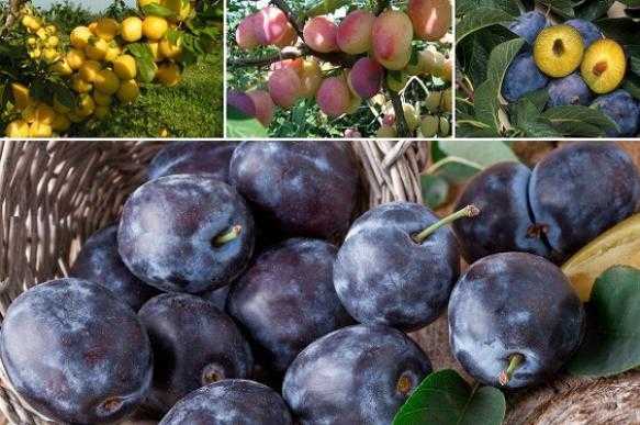 Описание сорта вишни ашинская и характеристики плодоношения, посадка и уход - всё про сады