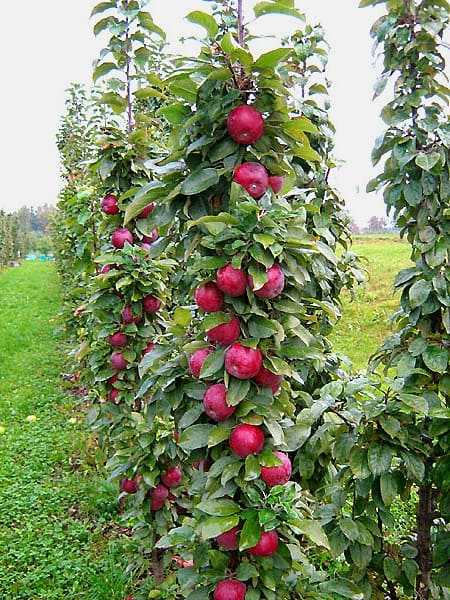 Колоновидная яблоня – правила посадки и ухода, возможные болезни и проблемы
