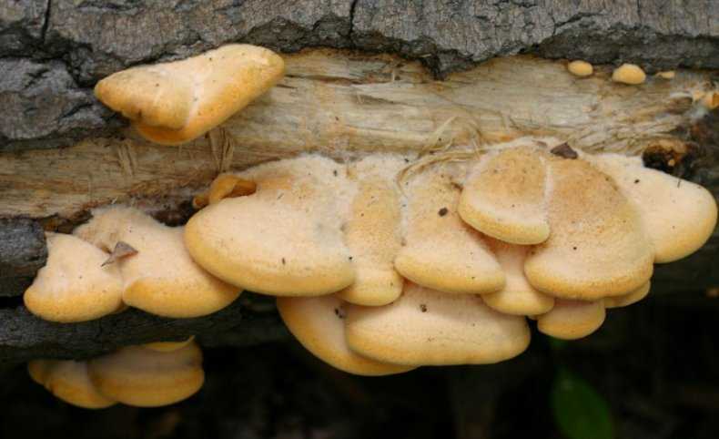 Как и где растет гриб вешенка в лесу и в природе