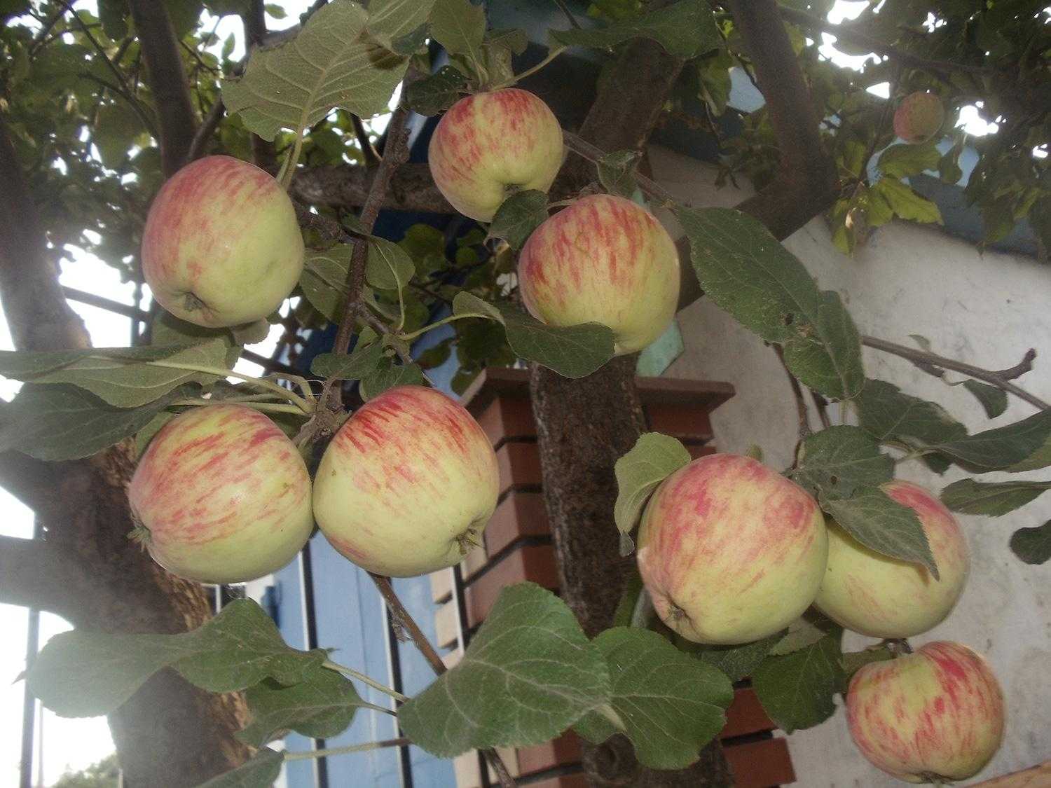 Яблоня «башкирская красавица» — описание сорта